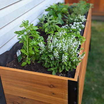 18 x 72 Planter Box - 24 TALL – rectangular cedar planter box for outdoor and garden use